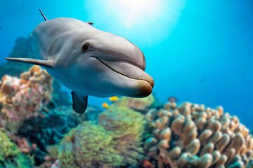 Private Boat Full Day Swimming With Dolphins Trip - Hurghada - Image 1