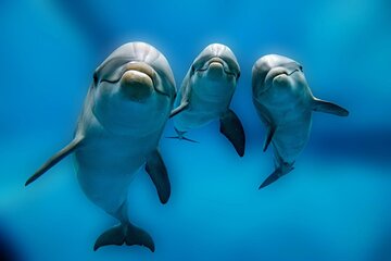 Private Boat Full Day Swimming With Dolphins Trip - Hurghada - Image 3