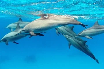 Private Boat Full Day Swimming With Dolphins Trip - Hurghada - Image 4