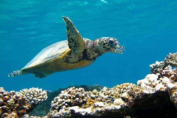 Over Day To Abu Dabbab Beach Marsa Alam With Lunch - Hurghada - Image 1