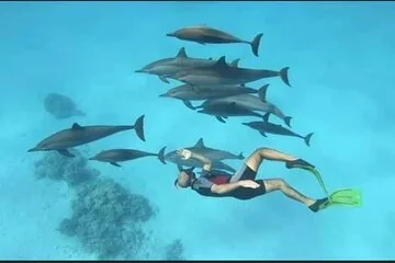 Dolphin House & 2 stops Snorkeling Ultimate Adventure - Hurghada - Image 3