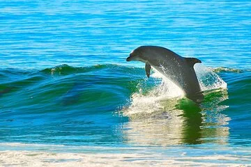 Dolphin House & 2 stops Snorkeling Ultimate Adventure - Hurghada - Image 4