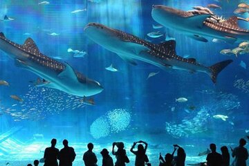 Full-Day Adventure at the Grand Aquarium with Transfer - Hurghada - Image 1