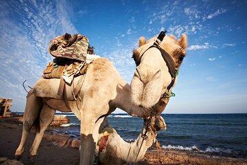 Ultimate Blue hole Snorkeling, Camel Ride, and Lunch from Sharm - Image 2