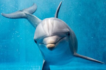 Dolphin House By Private Speed Boat & Drinks & Transfer-Hurghada - Image 2