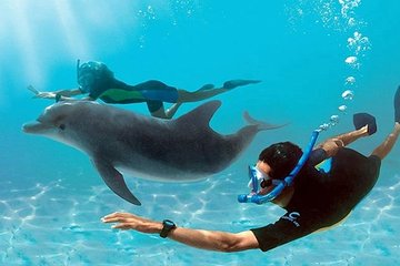 Dolphin House By Private Speed Boat & Drinks & Transfer-Hurghada - Image 3