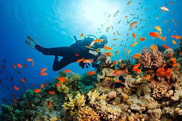 Ras Mohamed, White Island Trip, Two Stops Diving -Sharm El Sheikh - Image 1