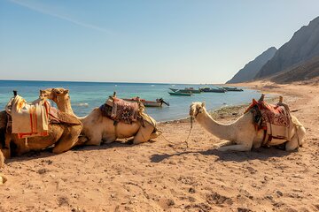 Blue Hole & Canyon By Bus with Camel & Lunch - Sharm El Sheikh - Image 4