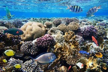Coral Garden - Image 2