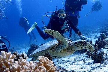 Enjoy Daily 2 Dives with Equipment from Hurghada - Image 2