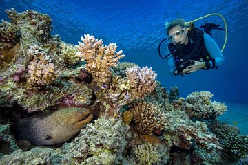 Enjoy Daily 2 Dives with Equipment from Hurghada - Image 3