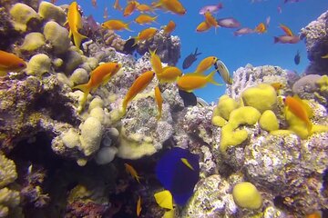 Enjoy Daily 2 Dives with Equipment from Hurghada - Image 4