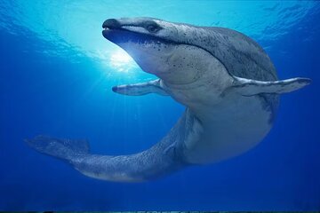Hurghada tour by night with the Grand Aquarium and dinner - Image 3