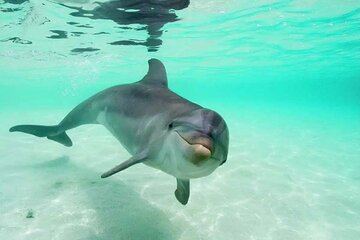 Dolphin House Royal sea Trip Luxury Boat With Transfer - Hurghada - Image 1