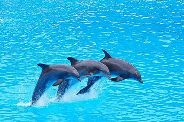 Dolphin House Royal sea Trip Luxury Boat With Transfer - Hurghada - Image 2
