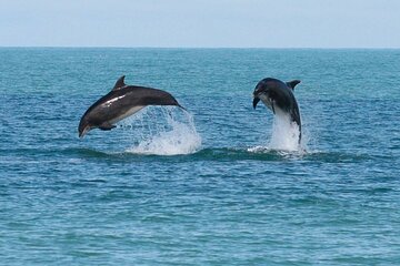 Dolphin House Royal sea Trip Luxury Boat With Transfer - Hurghada - Image 3