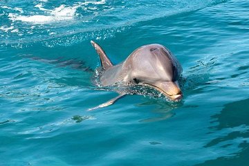 Dolphin House Royal sea Trip Luxury Boat With Transfer - Hurghada - Image 4