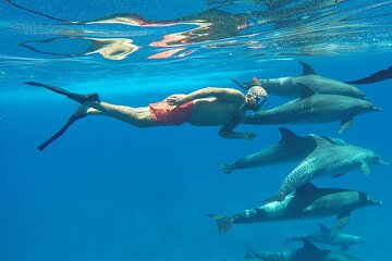 4H Private Speedboat Swim with Dolphins, Water Sports - Hurghada - Image 4