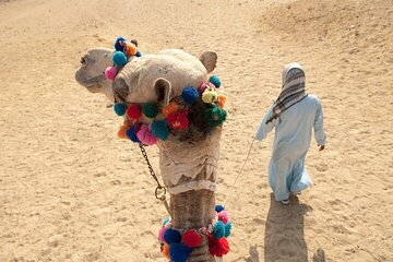 Desert Adventure Camel or Horse Ride Experience - Sharm El Sheikh - Image 3