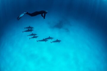 Exclusive Speedboat To Dolphin House & Parasailing - Hurghada - Image 2