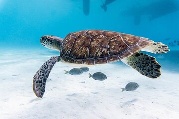 Abu Dabbab Snorkeling Excursion with Sea Turtles - Marsa Alam - Image 1