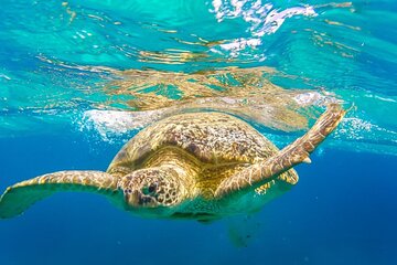 Abu Dabbab Snorkeling Excursion with Sea Turtles - Marsa Alam - Image 3