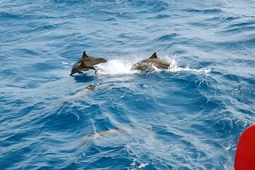 Samadai Reef Dolphin Swimming Adventure & Lunch – Marsa Alam - Image 4