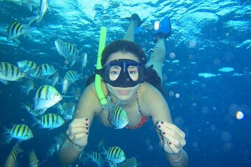 Coral Garden Snorkeling Trip with Lunch & Transfer – Marsa Alam - Image 4