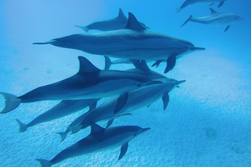 Swim With Dolphin in Dolphin House Satayeh Reef Snorkeling Sea Trip - Marsa Alam - Image 4