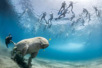 Marsa Mubarak Full Day and one intro Diving With Lunch, Transfer - Marsa Alam - Image 1