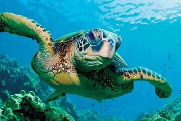 Abu Dabbab Day Trip Swim with Turtles with transsfer - Hurghada - Image 3