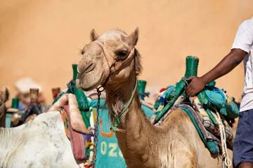 3 Pools National Park Camel & Tour in Dahab - Sharm El Sheikh - Image 3