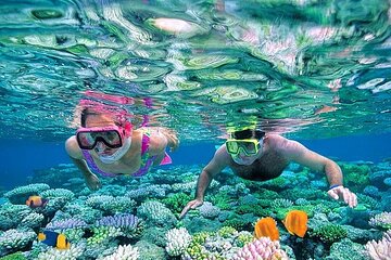 Abu Dabbab Snorkeling Adventure: Explore Vibrant Reefs- El Quseir - Image 2