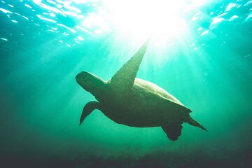 Abu Dabbab Snorkeling Adventure: Explore Vibrant Reefs- El Quseir - Image 3