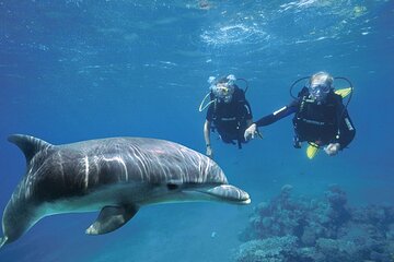 Swim with Dolphins in (Satayeh Reef) Transfer &lunch- El Quseir - Image 1