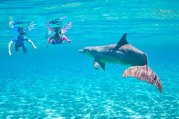 Swim with Dolphins in (Satayeh Reef) Transfer &lunch- El Quseir - Image 4
