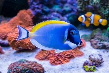 Sea and Sand Rendezvous in Orange Bay and Giftun Island - Image 4