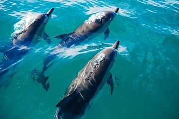 Sataya Dolphin House Snorkel Trip - Marsa Alam - Image 3
