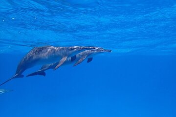 Sataya Dolphin House Snorkel Trip - Marsa Alam - Image 4