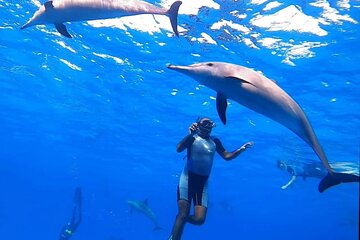 Dolphin House Samadai Reef Boat Snorkeling Trip from Marsa Alam - Image 1