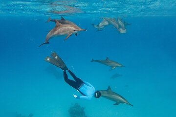 Dolphin House Samadai Reef Boat Snorkeling Trip from Marsa Alam - Image 2