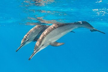 Dolphin House Samadai Reef Boat Snorkeling Trip from Marsa Alam - Image 4