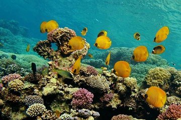 Ras Mohammed & White Island boat trip incl lunch and entrance fee - Image 2