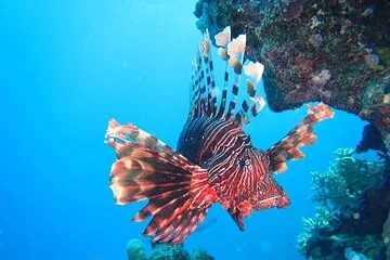 Hurghada Snorkeling Trip to Orange Bay Island - Image 2