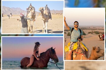 Desert Journey, Experience Camel or Horse Ride - Sharm El Sheikh - Image 1