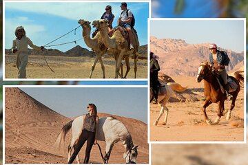 Horseback or Camel Riding in Nabq Bay Desert – Sharm El Sheikh - Image 1