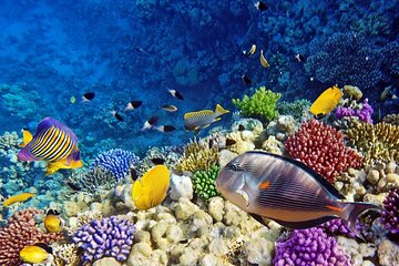 Marsa Mubarak Unforgettable Snorkeling Trip & Lunch – Marsa Alam - Image 3