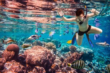 Marsa Mubarak Unforgettable Snorkeling Trip & Lunch – Marsa Alam - Image 4