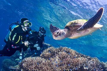Marsa Mubarak Snorkel & one intro Dive With Lunch - Marsa Alam - Image 4