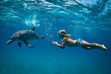 Samadai Reef Swimming with Dolphins Trip & Lunch - Marsa Alam - Image 2